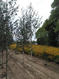 Betula utilis jacquemontii (= Doorenbos) 10-12 cm wortelgoed geveerd - afbeelding 10