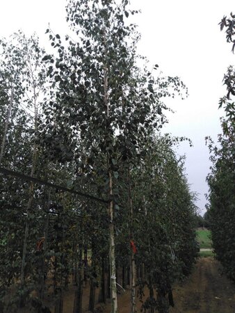 Betula utilis jacquemontii (= Doorenbos) 12-14 Hoogstam wortelgoed 2 X verplant - afbeelding 4