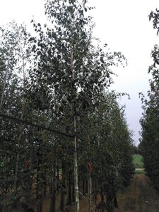 Betula utilis jacquemontii (= Doorenbos) 12-14 Hoogstam wortelgoed 2 X verplant - afbeelding 4