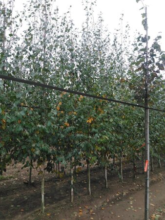 Betula utilis jacquemontii (= Doorenbos) 12-14 cm wortelgoed geveerd 2 X verplant - afbeelding 6