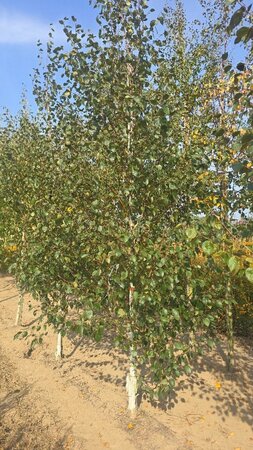Betula utilis jacquemontii (= Doorenbos) 12-14 cm wortelgoed geveerd 2 X verplant - afbeelding 4