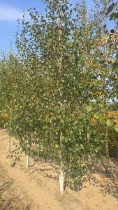 Betula utilis jacquemontii (= Doorenbos) 12-14 cm wortelgoed geveerd 2 X verplant - afbeelding 4