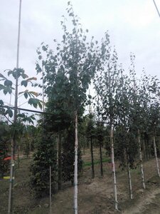 Betula utilis jacquemontii (= Doorenbos) 12-14 cm wortelgoed geveerd 2 X verplant - afbeelding 7