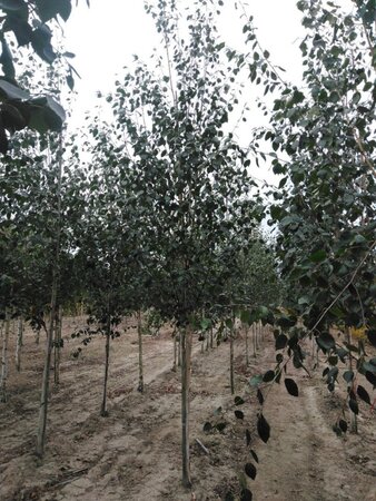 Betula utilis jacquemontii (= Doorenbos) 12-14 cm wortelgoed geveerd 2 X verplant - afbeelding 5