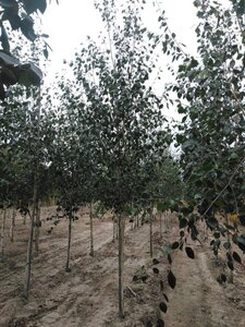 Betula utilis jacquemontii (= Doorenbos) 12-14 cm wortelgoed geveerd 2 X verplant - afbeelding 5