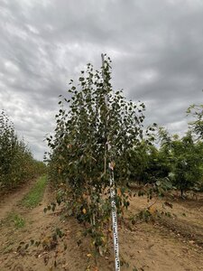 Betula utilis jacquemontii (= Doorenbos) 250-300 cm draadkluit meerstammig - afbeelding 5