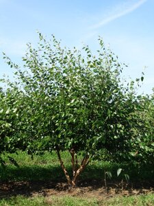 Betula utilis jacquemontii (= Doorenbos) 250-300 cm draadkluit meerstammig - afbeelding 3