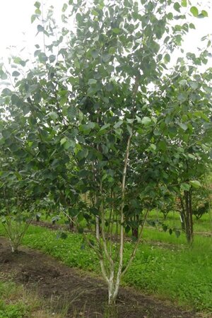Betula utilis jacquemontii (= Doorenbos) 250-300 cm draadkluit meerstammig - afbeelding 3