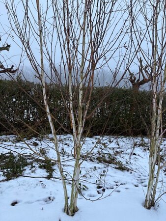 Betula utilis jacquemontii (= Doorenbos) 250-300 cm draadkluit meerstammig - afbeelding 6