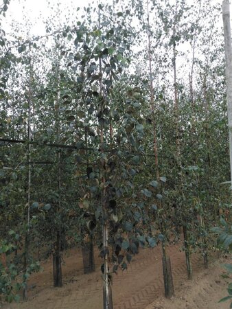 Betula utilis jacquemontii (= Doorenbos) 6-8 cm wortelgoed geveerd - afbeelding 8