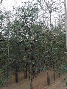 Betula utilis jacquemontii (= Doorenbos) 6-8 cm wortelgoed geveerd - afbeelding 8