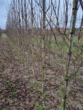 Betula utilis jacquemontii (= Doorenbos) 6-8 cm wortelgoed geveerd - afbeelding 4