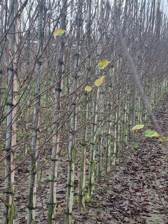 Betula utilis jacquemontii (= Doorenbos) 6-8 cm wortelgoed geveerd - afbeelding 5