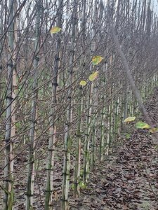 Betula utilis jacquemontii (= Doorenbos) 6-8 cm wortelgoed geveerd - afbeelding 5