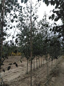 Betula utilis jacquemontii (= Doorenbos) 6-8 cm wortelgoed geveerd - afbeelding 6