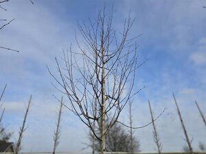 Betula utilis jacquemontii (= Doorenbos) 8-10 cm wortelgoed geveerd - afbeelding 2