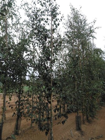 Betula utilis jacquemontii (= Doorenbos) 8-10 cm wortelgoed geveerd - afbeelding 7