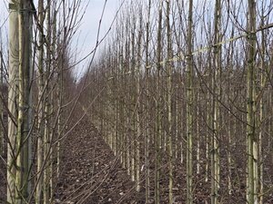 Betula utilis jacquemontii (= Doorenbos) 8-10 cm wortelgoed geveerd - afbeelding 10