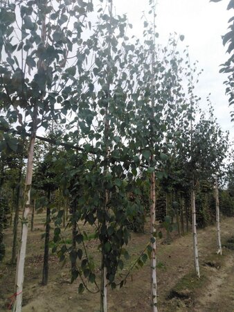 Betula utilis jacquemontii (= Doorenbos) 8-10 cm wortelgoed geveerd - afbeelding 8