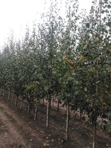 Betula utilis jacquemontii (= Doorenbos) 8-10 cm wortelgoed geveerd - afbeelding 6