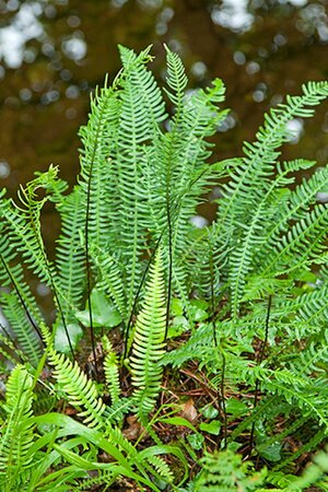 Blechnum spicant geen maat specificatie 0,55L/P9cm - afbeelding 3
