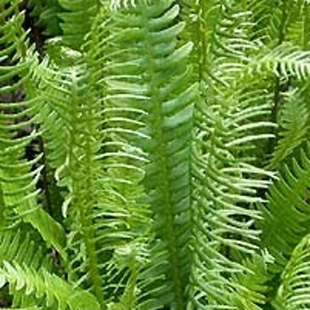 Blechnum spicant geen maat specificatie 0,55L/P9cm - afbeelding 4