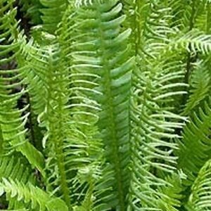 Blechnum spicant geen maat specificatie 0,55L/P9cm - afbeelding 4