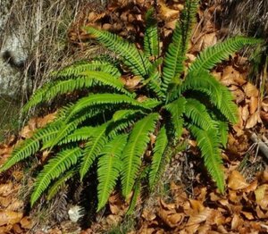 Blechnum spicant geen maat specificatie 0,55L/P9cm - afbeelding 3