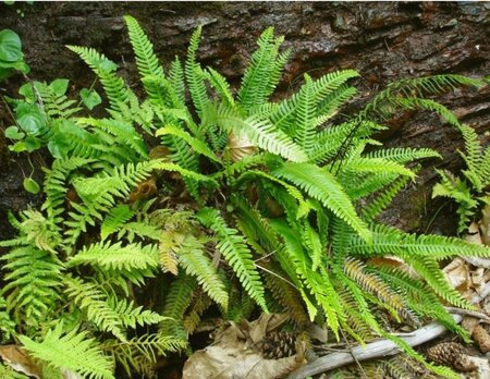Blechnum spicant geen maat specificatie 0,55L/P9cm - afbeelding 4