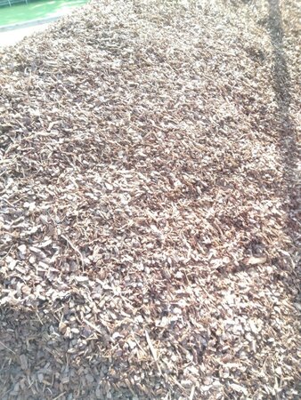 Boomschors Pin. Maritima 15-25mm -