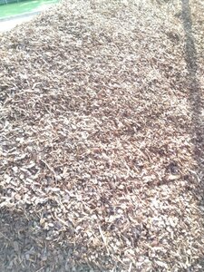 Boomschors Pin. Maritima 15-25mm -