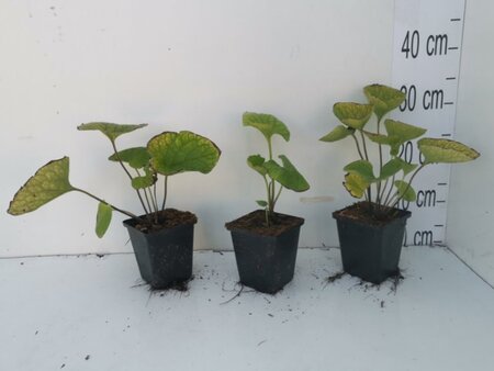 Brunnera macrophylla geen maat specificatie 0,55L/P9cm - afbeelding 7