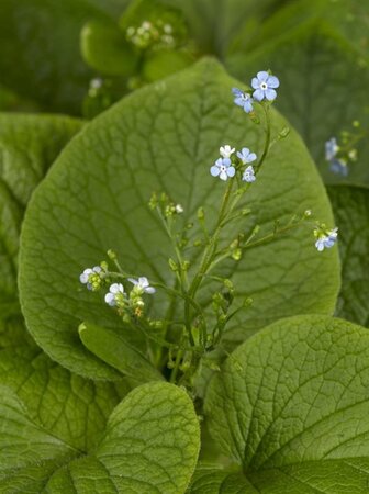 Brunnera macrophylla geen maat specificatie 0,55L/P9cm - afbeelding 6