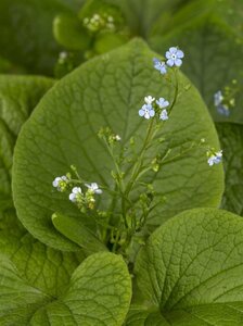 Brunnera macrophylla geen maat specificatie 0,55L/P9cm - afbeelding 6