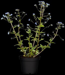 Brunnera macrophylla geen maat specificatie 0,55L/P9cm
