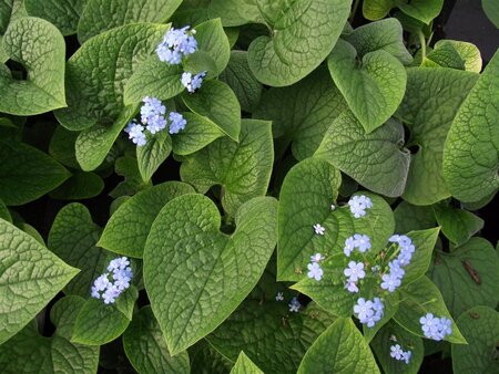Brunnera macrophylla geen maat specificatie 0,55L/P9cm - afbeelding 5