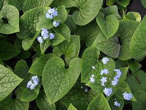 Brunnera macrophylla geen maat specificatie 0,55L/P9cm - afbeelding 5
