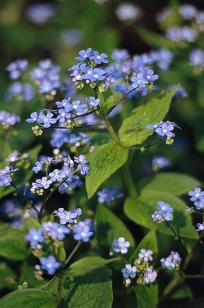 Brunnera macrophylla geen maat specificatie 0,55L/P9cm - afbeelding 5