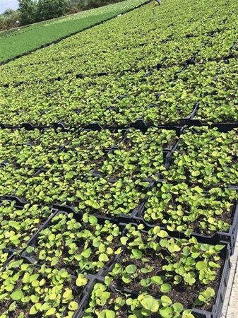 Brunnera macrophylla geen maat specificatie 0,55L/P9cm - afbeelding 5