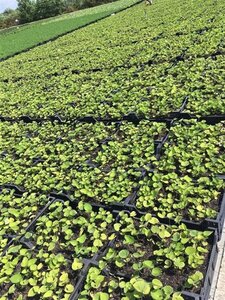 Brunnera macrophylla geen maat specificatie 0,55L/P9cm - afbeelding 5