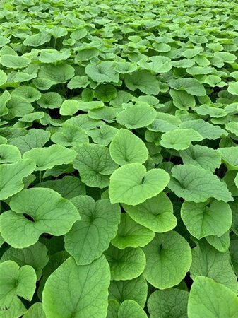 Brunnera macr. 'Betty Bowring' geen maat specificatie 0,55L/P9cm - afbeelding 2