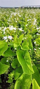 Brunnera macr. 'Betty Bowring' geen maat specificatie 0,55L/P9cm - afbeelding 3