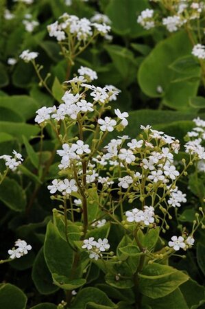 Brunnera macr. 'Betty Bowring' geen maat specificatie 0,55L/P9cm - afbeelding 4
