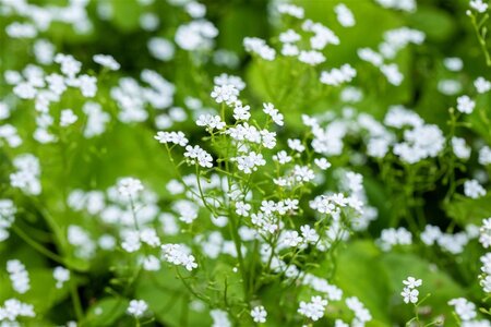 Brunnera macr. 'Betty Bowring' geen maat specificatie 0,55L/P9cm