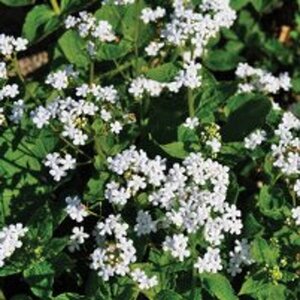 Brunnera macr. 'Betty Bowring' geen maat specificatie 0,55L/P9cm - image 4