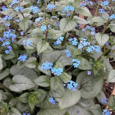 Brunnera macr. 'Looking Glass' geen maat specificatie 0,55L/P9cm - afbeelding 3