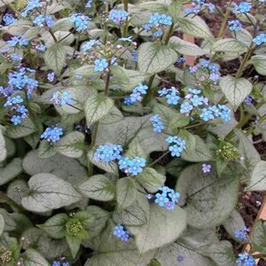 Brunnera macr. 'Looking Glass' geen maat specificatie 0,55L/P9cm - afbeelding 3