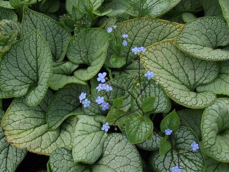 Brunnera macr. 'Sea Heart' geen maat specificatie 0,55L/P9cm - afbeelding 1