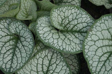 Brunnera macr. 'Sea Heart' geen maat specificatie 0,55L/P9cm - afbeelding 2