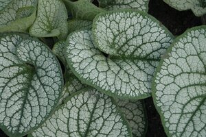 Brunnera macr. 'Sea Heart' geen maat specificatie 0,55L/P9cm - afbeelding 2